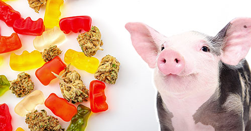 cannabis-pig-testing-edibles